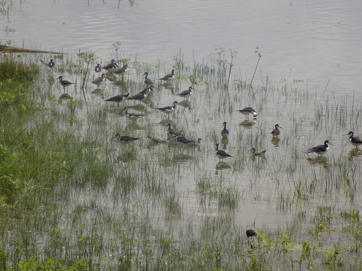 Black-necked Stilt - Jonathan  Sequeda Zuleta