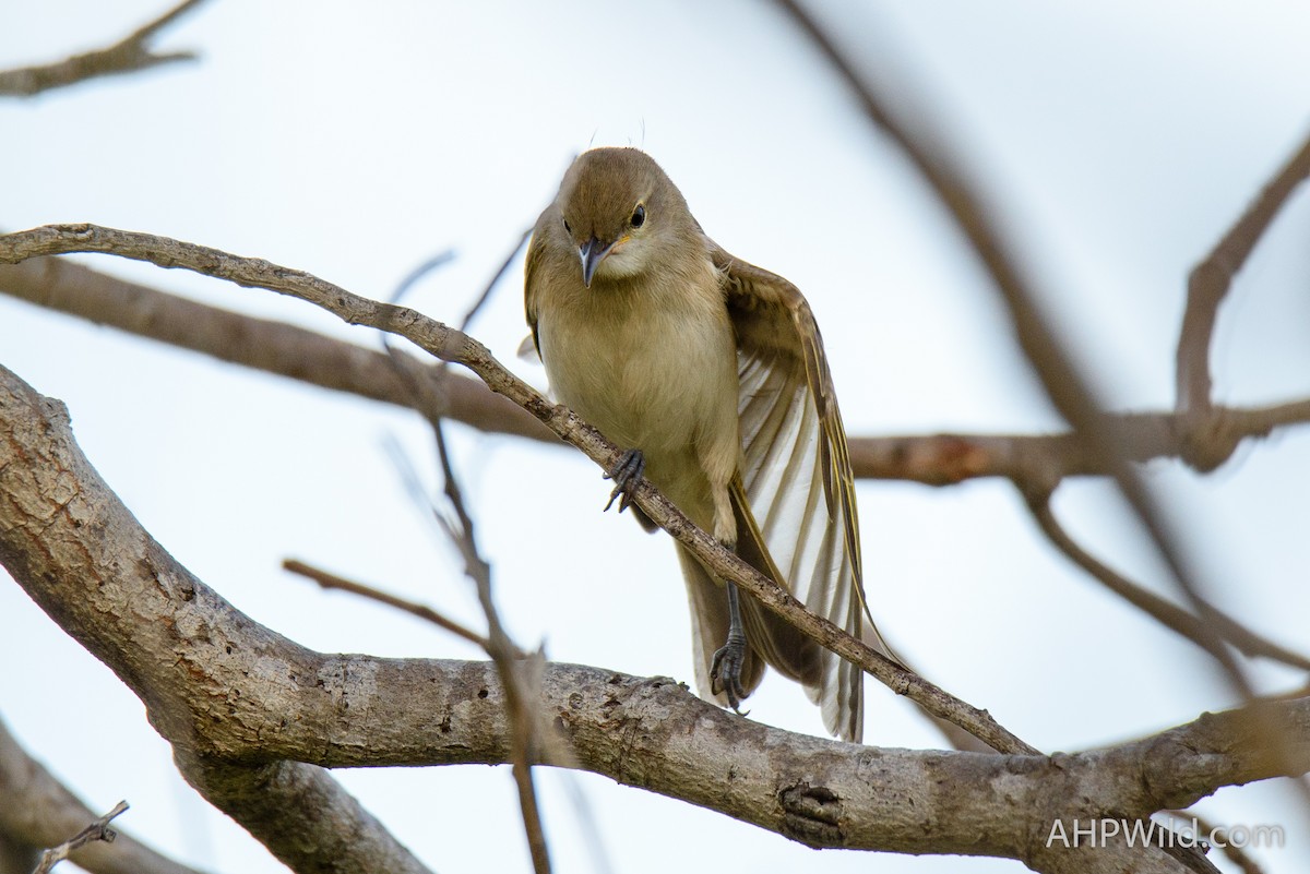 Rufous-banded Honeyeater - ML98155151