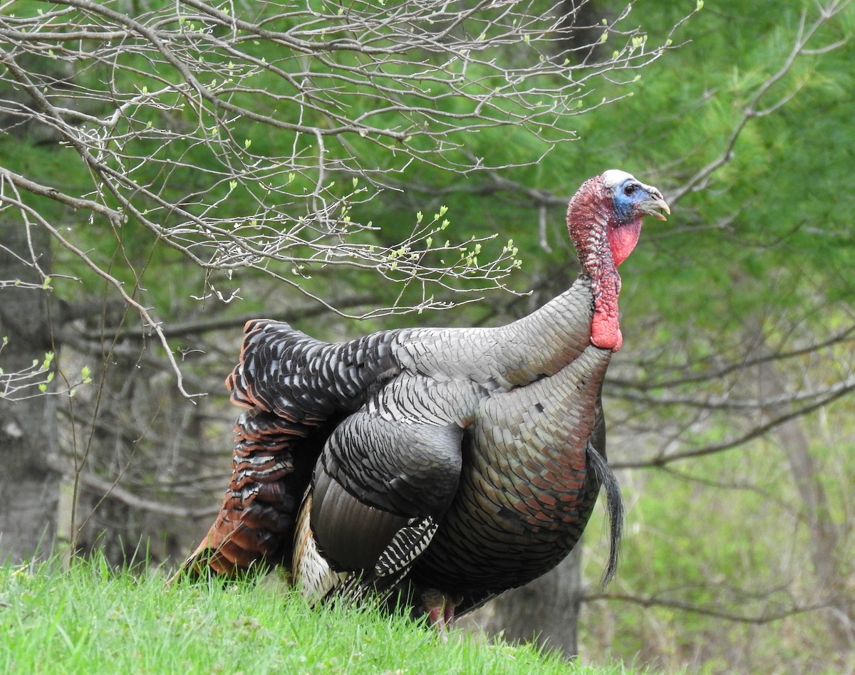 Wild Turkey - Cristina Hartshorn