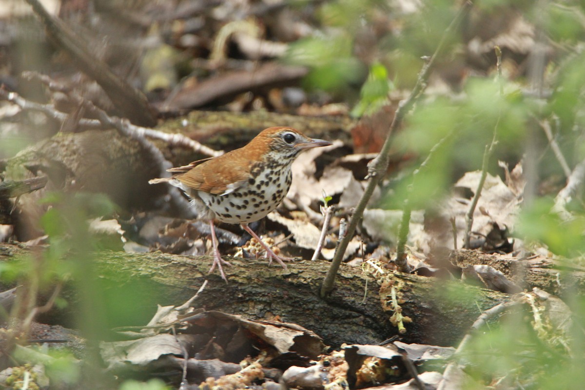 Wood Thrush - ML98155601