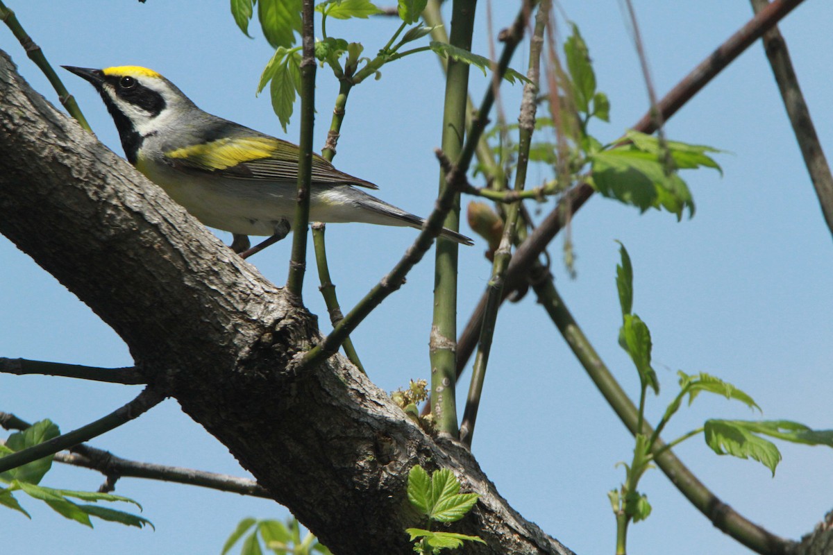 Golden-winged Warbler - ML98155991