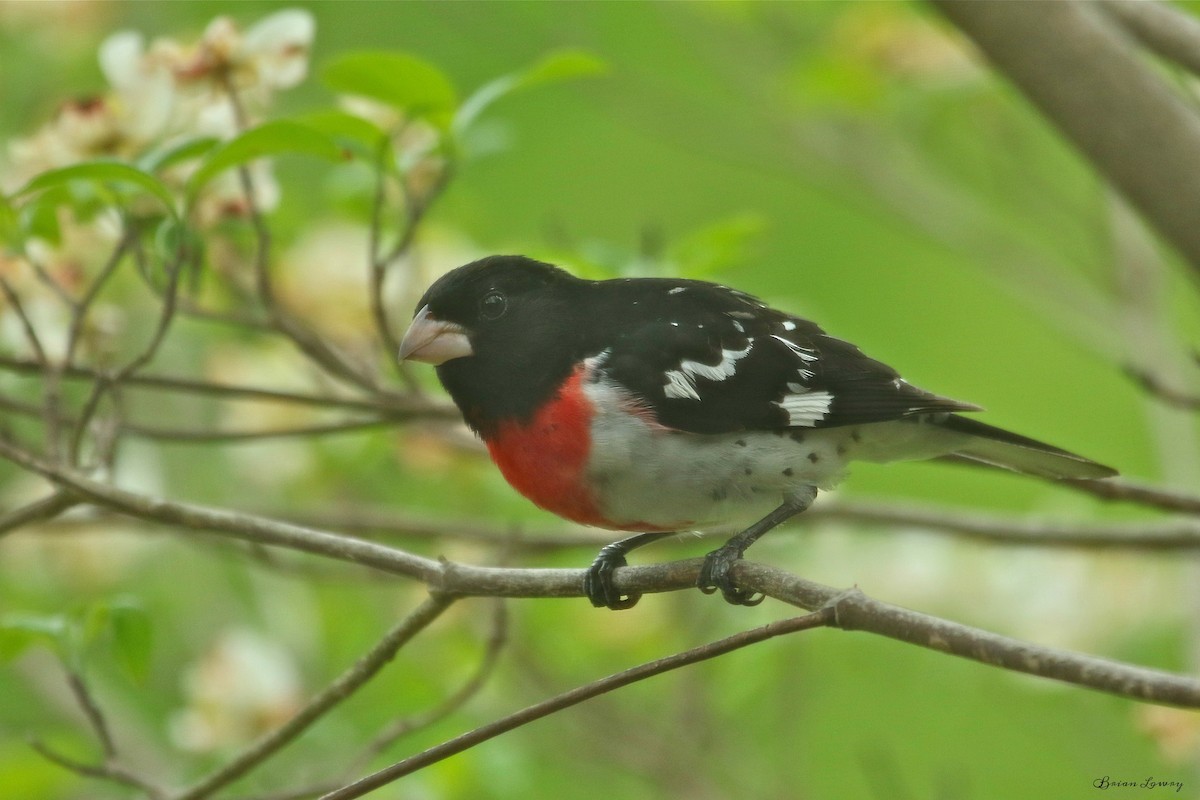 Rose-breasted Grosbeak - ML98156381