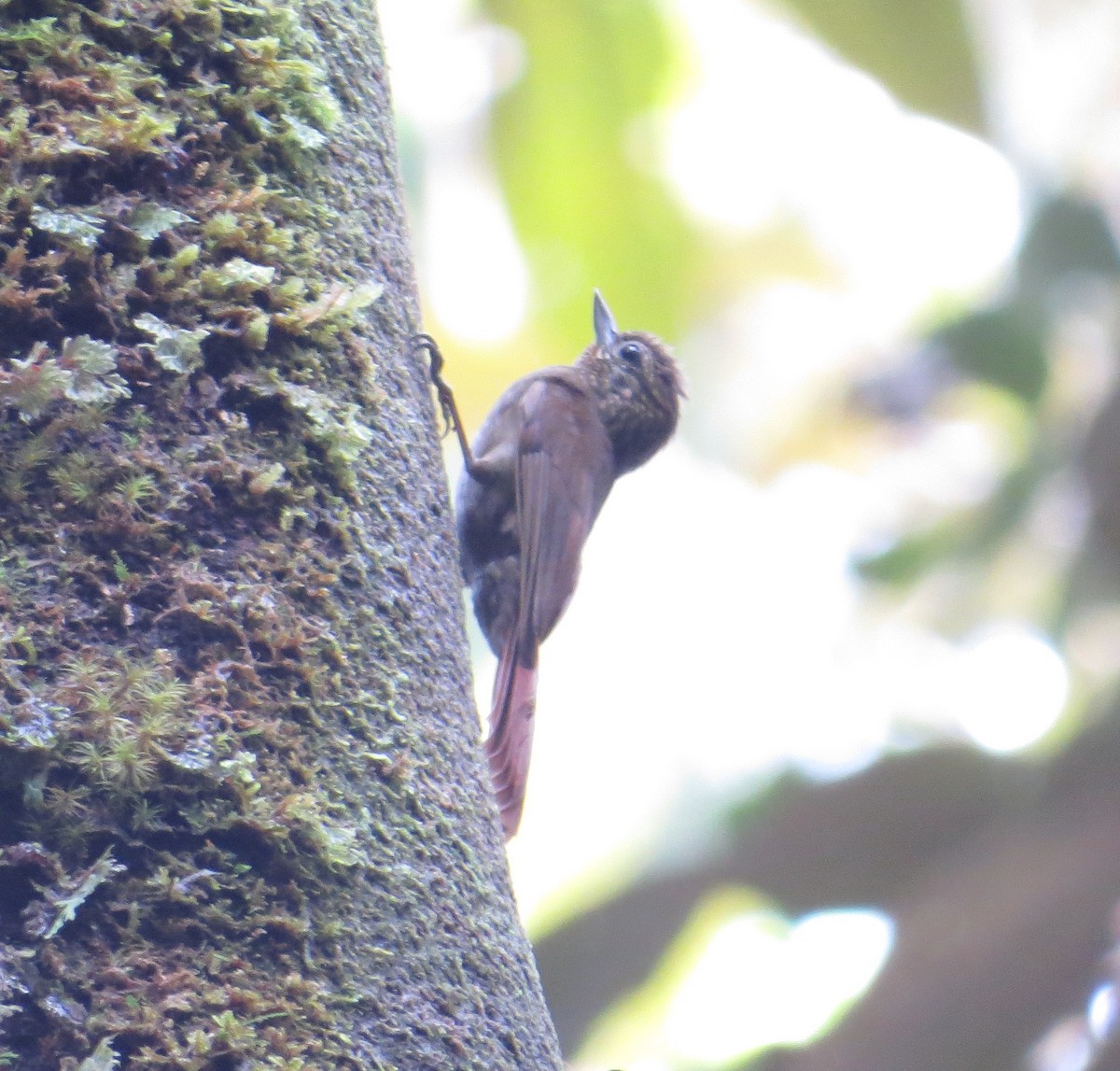 Wedge-billed Woodcreeper - Brittany O'Connor