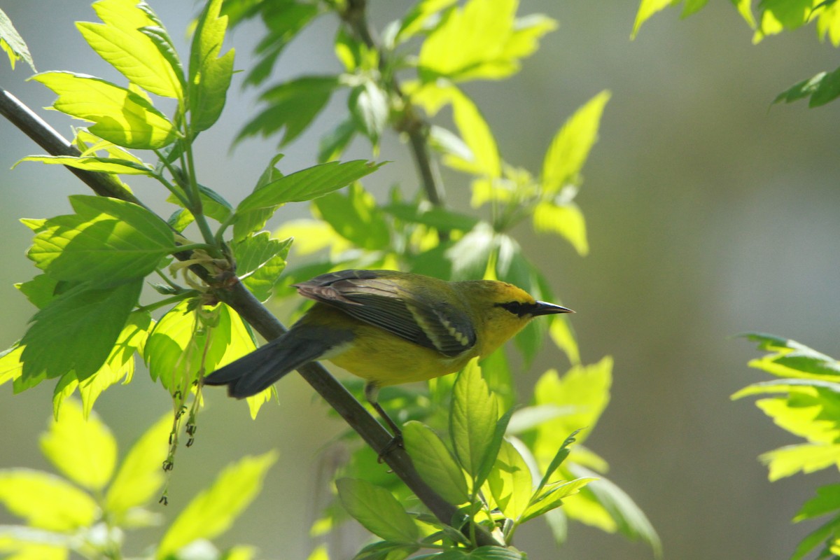 Blue-winged Warbler - ML98157681