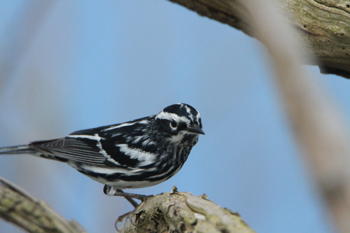 Black-and-white Warbler - ML98157751