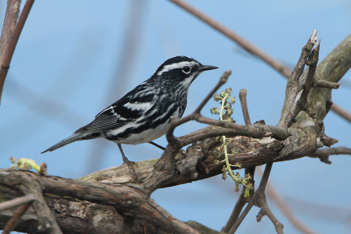 Black-and-white Warbler - ML98157761