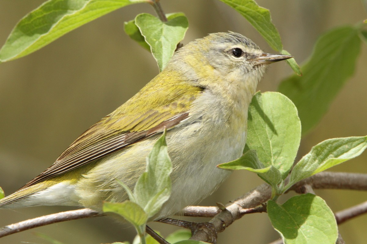 Tennessee Warbler - ML98157881