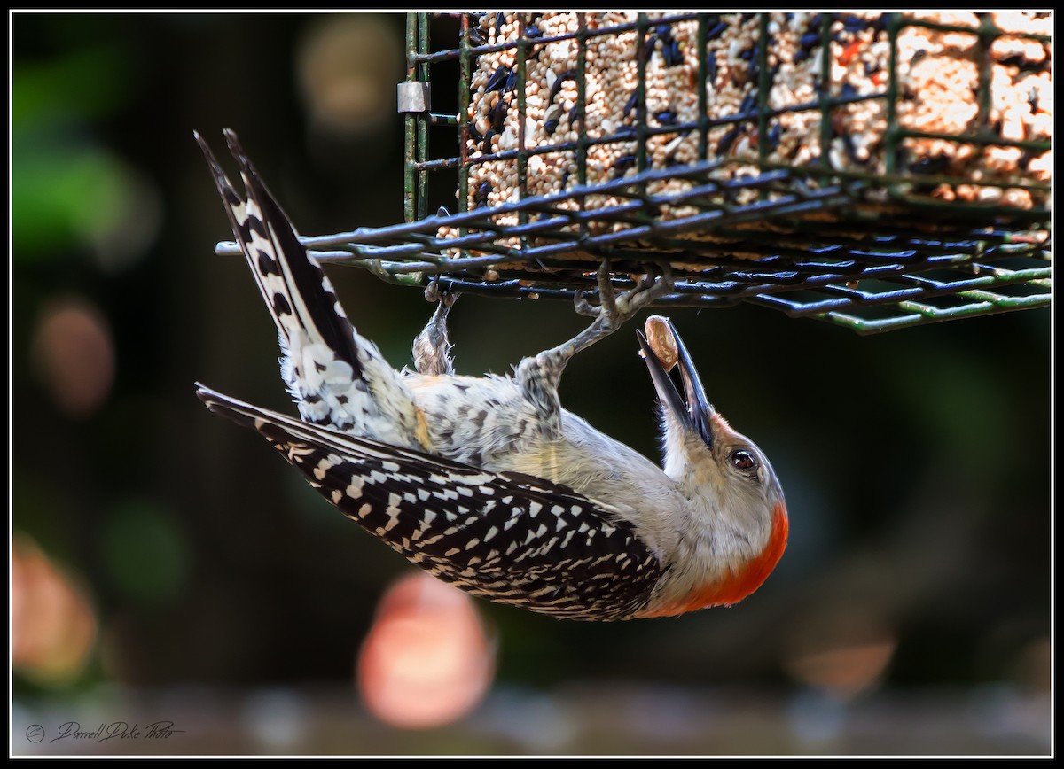 Red-bellied Woodpecker - ML98158121