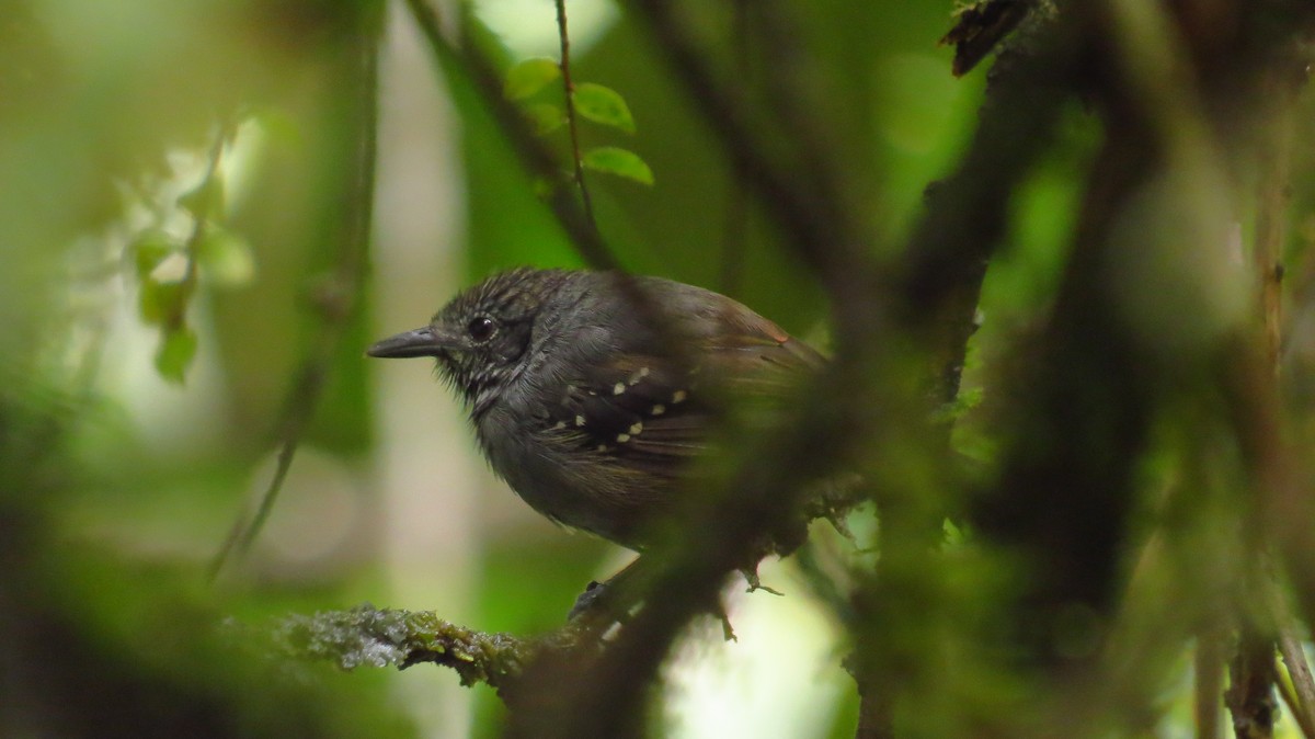 Foothill Stipplethroat - Jorge Muñoz García   CAQUETA BIRDING