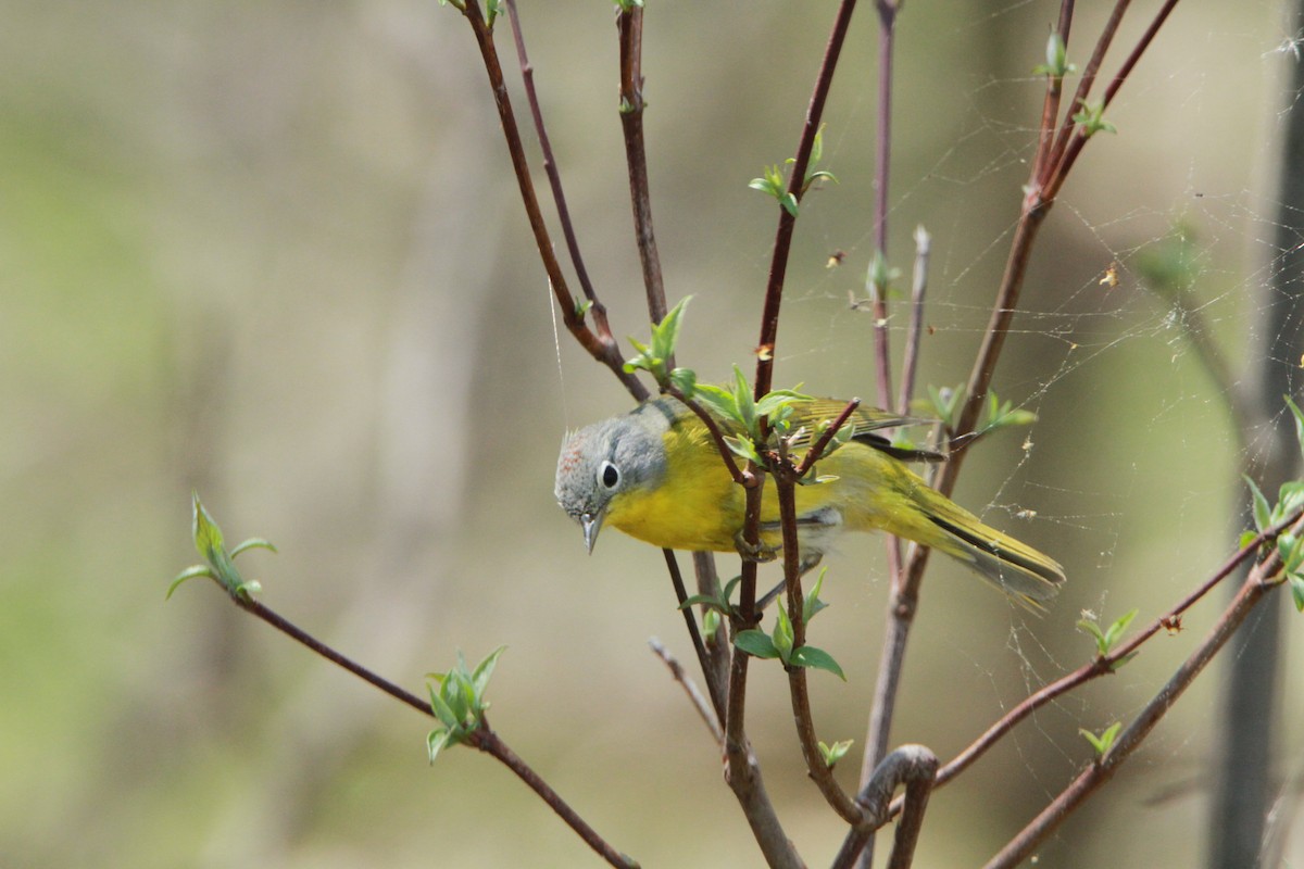 Nashville Warbler - ML98158431