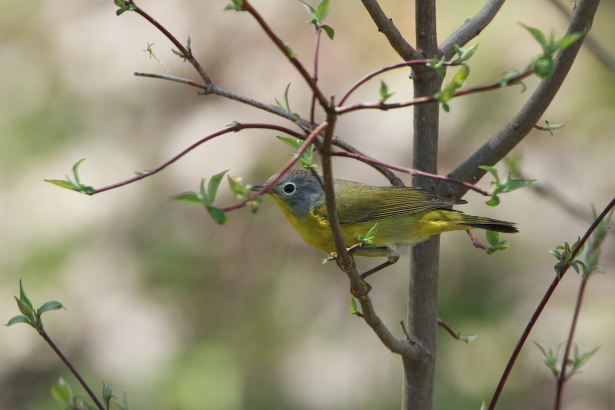 Nashville Warbler - ML98158441