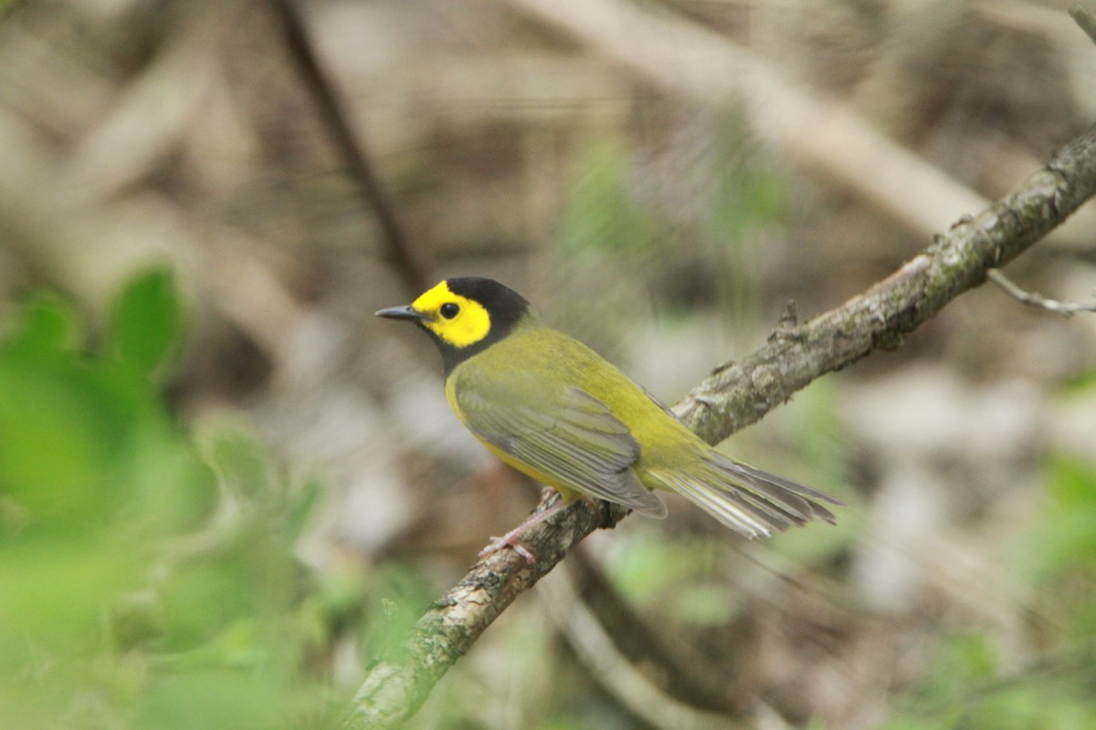 Hooded Warbler - ML98158581