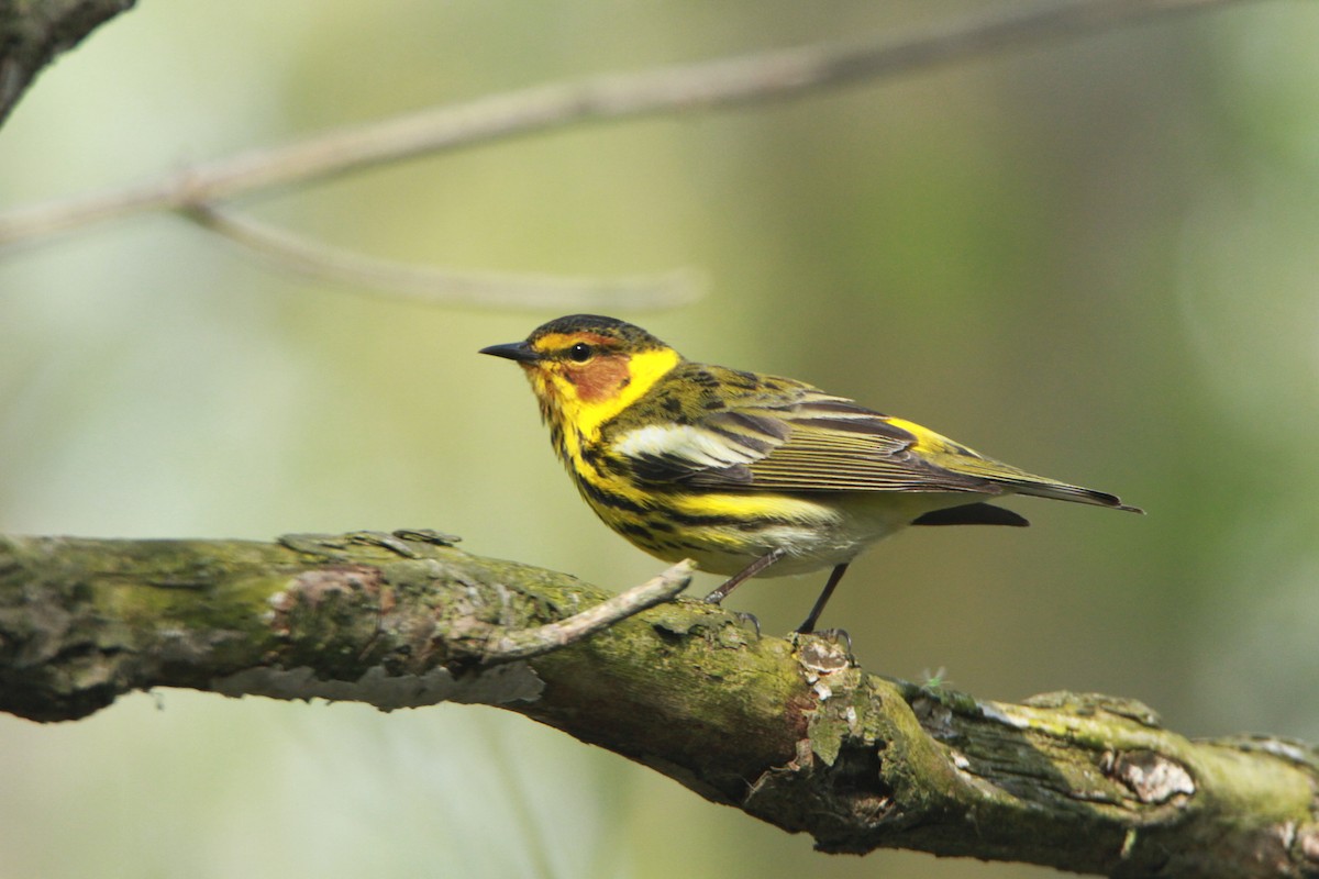 Cape May Warbler - ML98158811