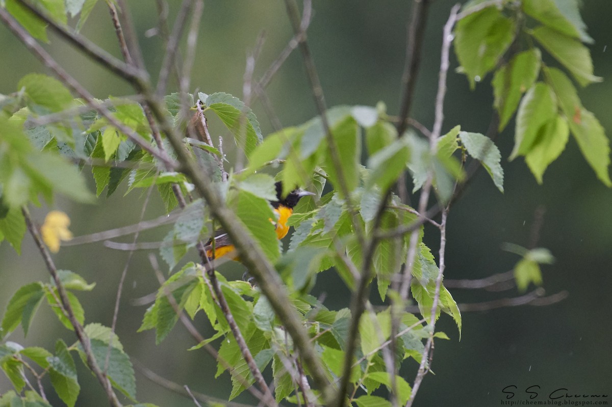 Oriole de Baltimore - ML98158831