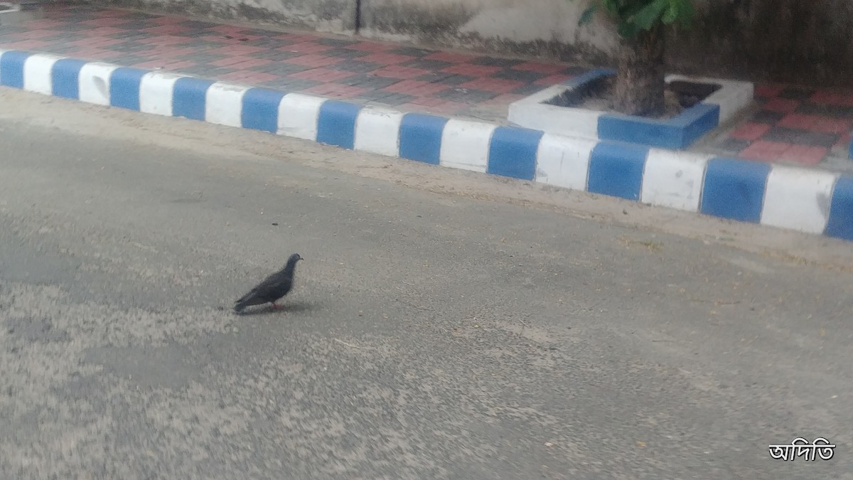 Rock Pigeon (Feral Pigeon) - Aditi Ghosh
