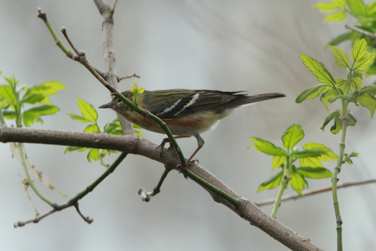 Bay-breasted Warbler - ML98159001