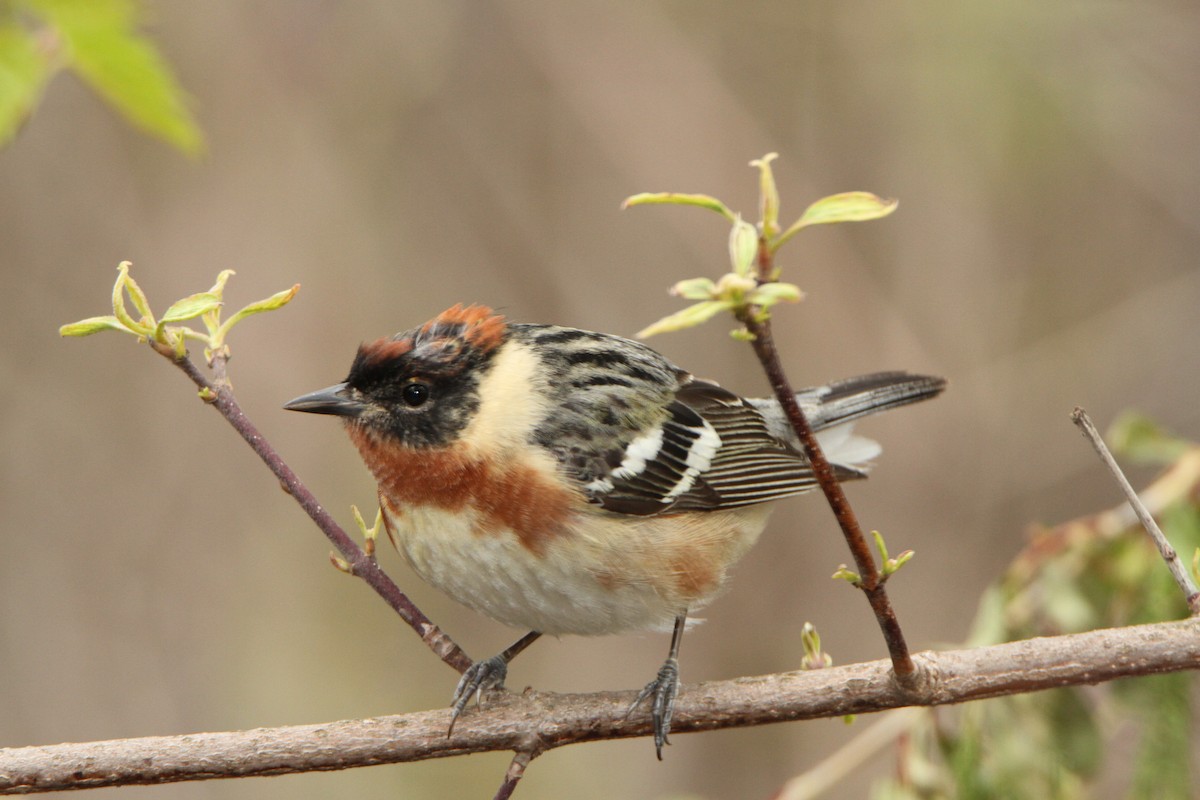 Bay-breasted Warbler - ML98159011