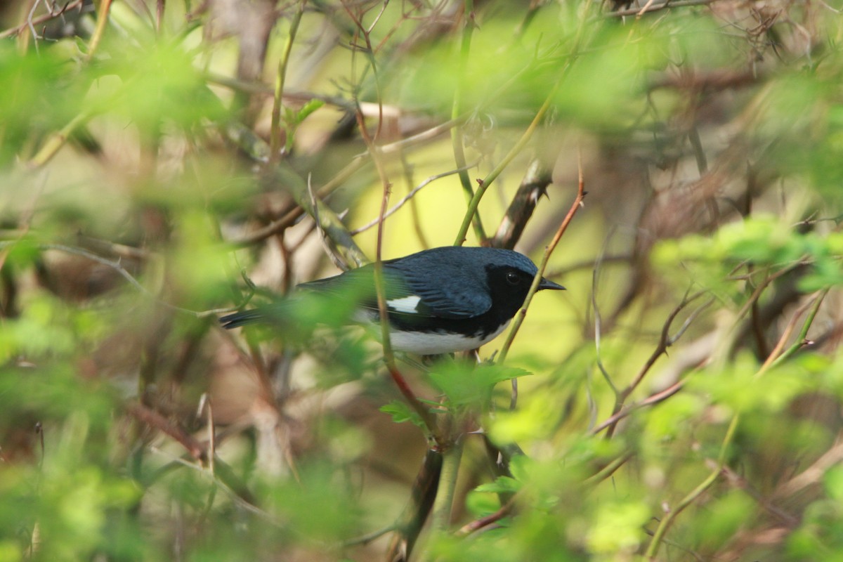 Black-throated Blue Warbler - ML98159971