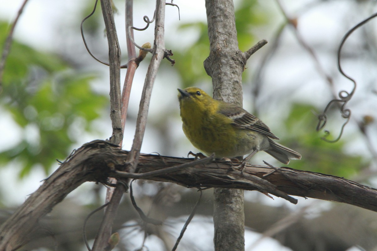 Pine Warbler - ML98160051