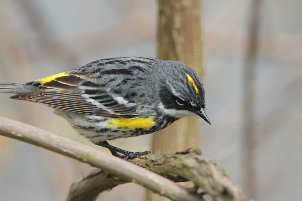 Yellow-rumped Warbler - ML98160301