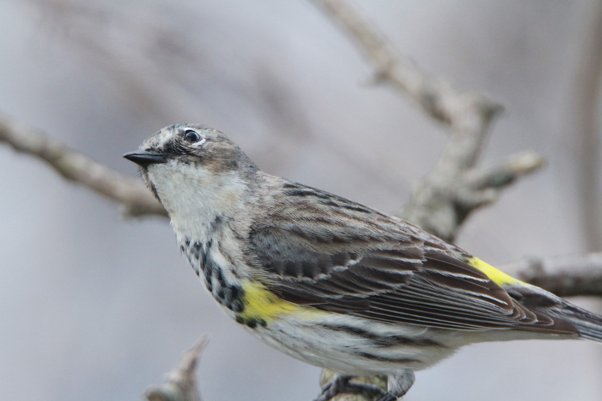 Yellow-rumped Warbler - ML98160311