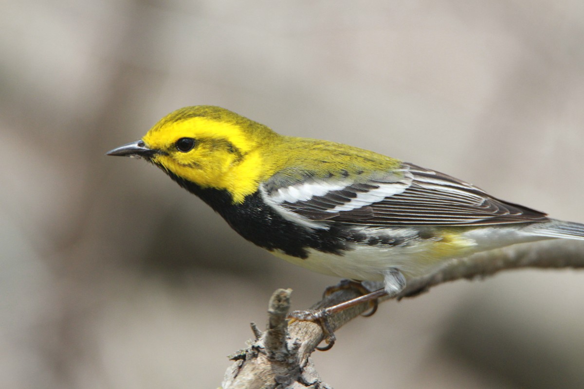 Black-throated Green Warbler - ML98160381