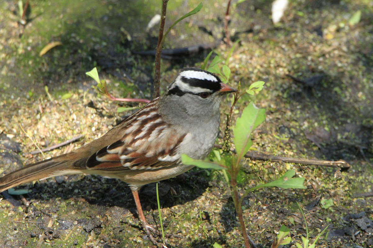 White-crowned Sparrow - ML98160581