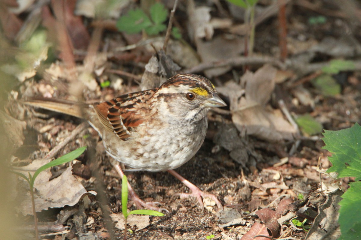 White-throated Sparrow - ML98160761