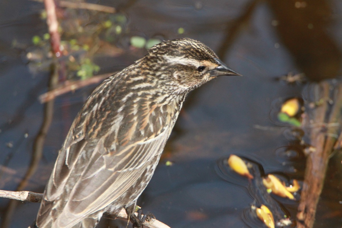 Red-winged Blackbird - ML98160811