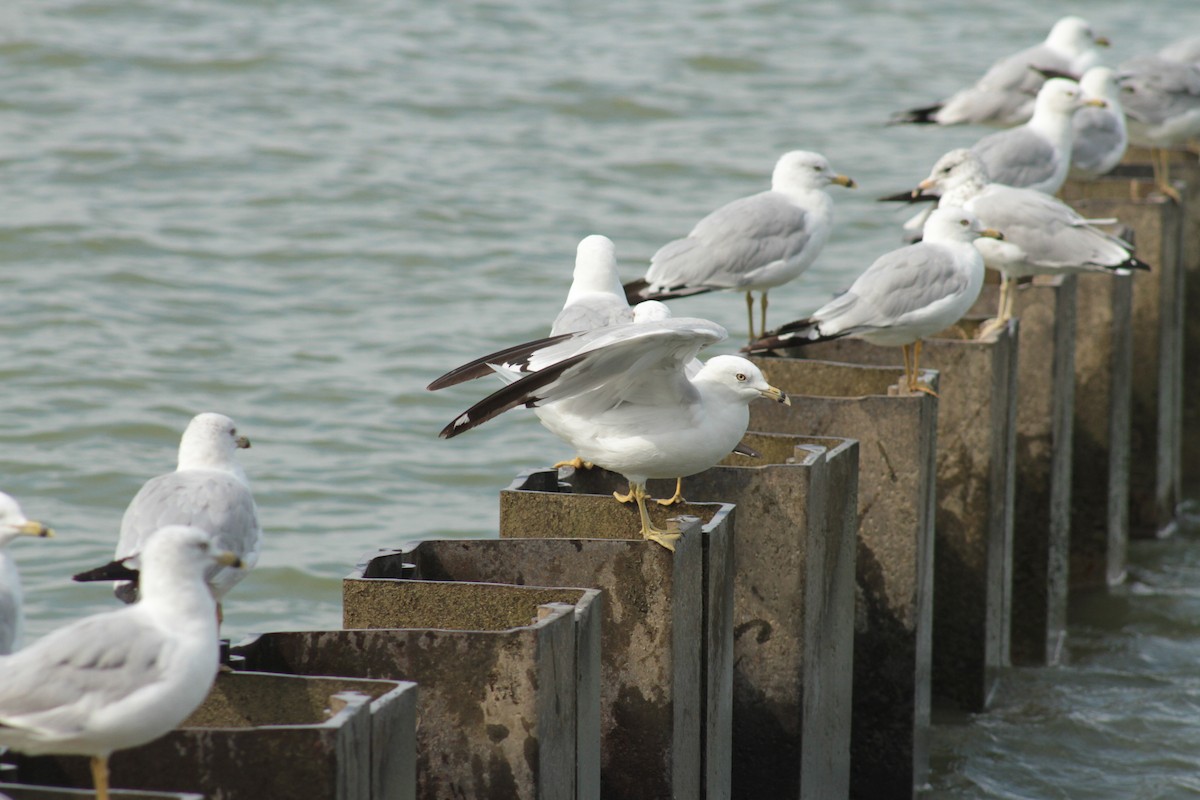 Ring-billed Gull - ML98161181