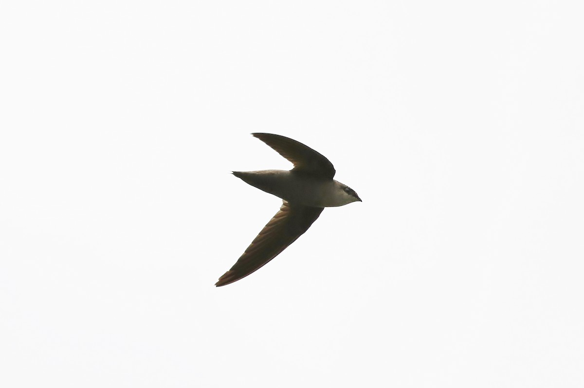 Chimney Swift - Musa Awan