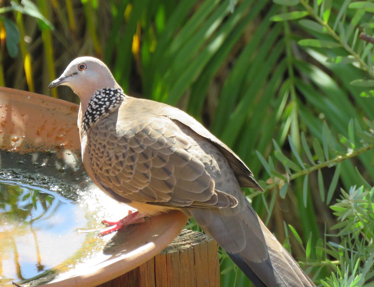 Spotted Dove - ML98163851