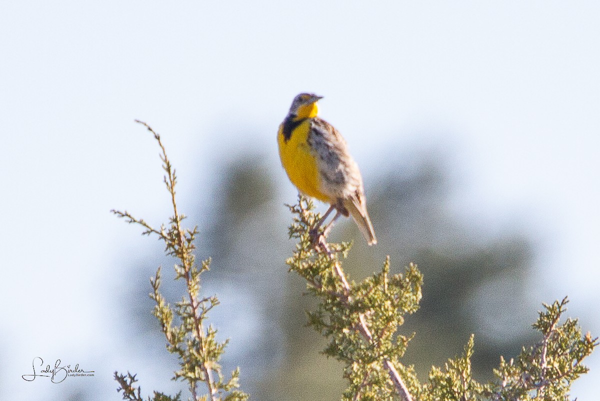 Western Meadowlark - Lyndie Mason Warner