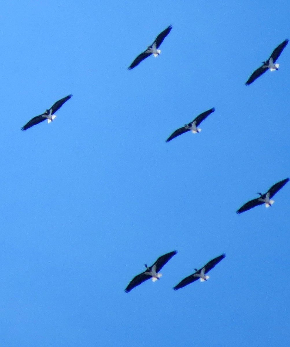 ibis slámokrký - ML98164541