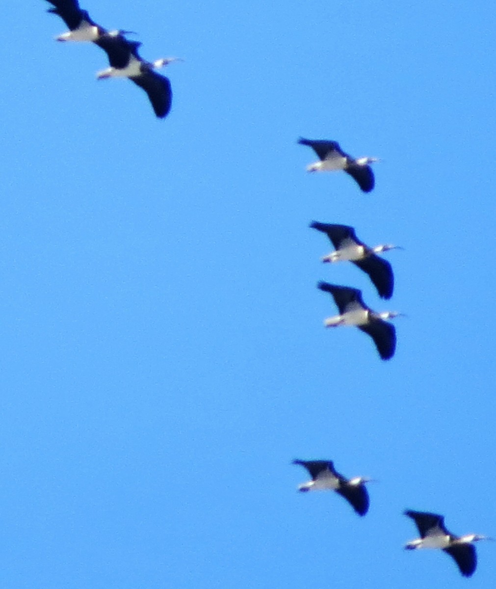 Straw-necked Ibis - ML98164611