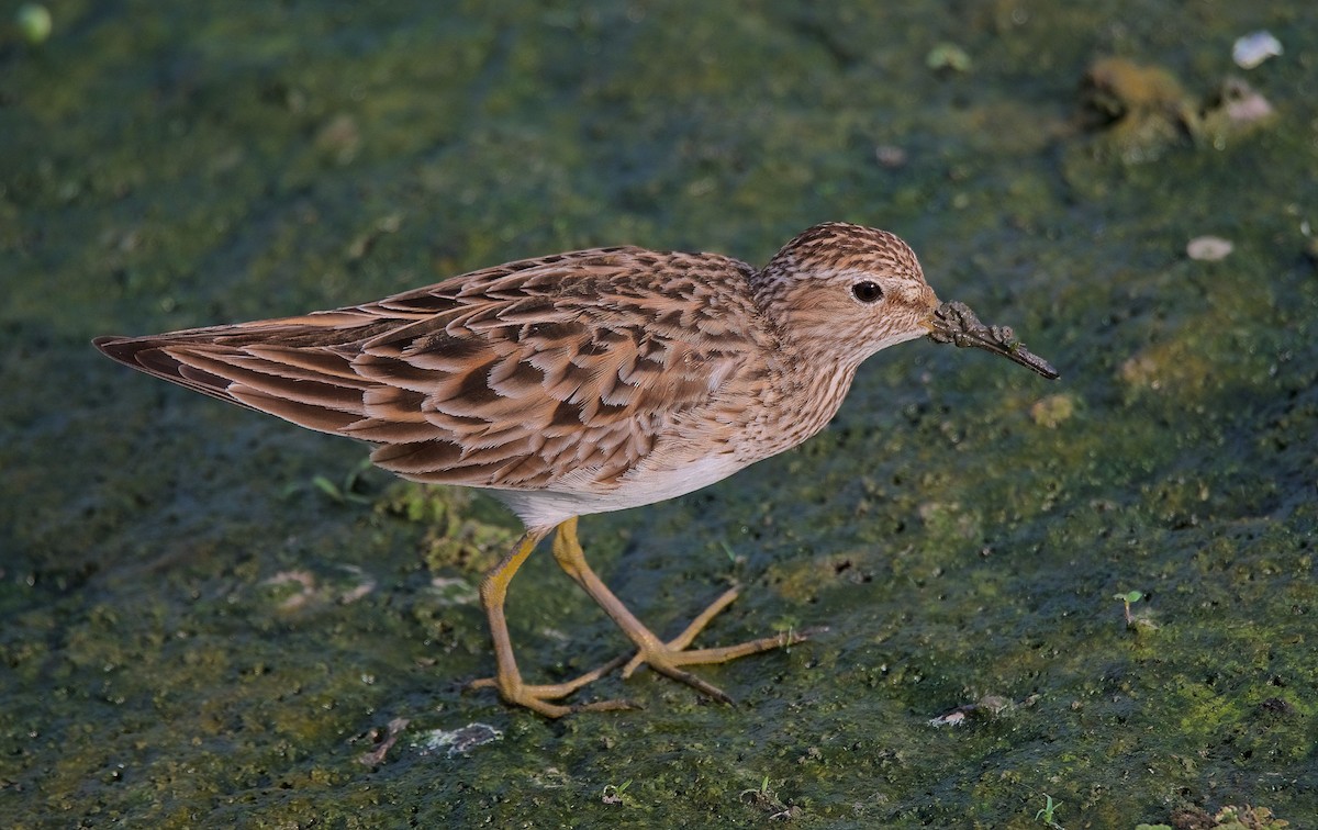 Pectoral Sandpiper - Harlan Stewart