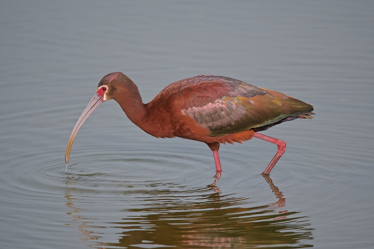 ibis americký - ML98167111