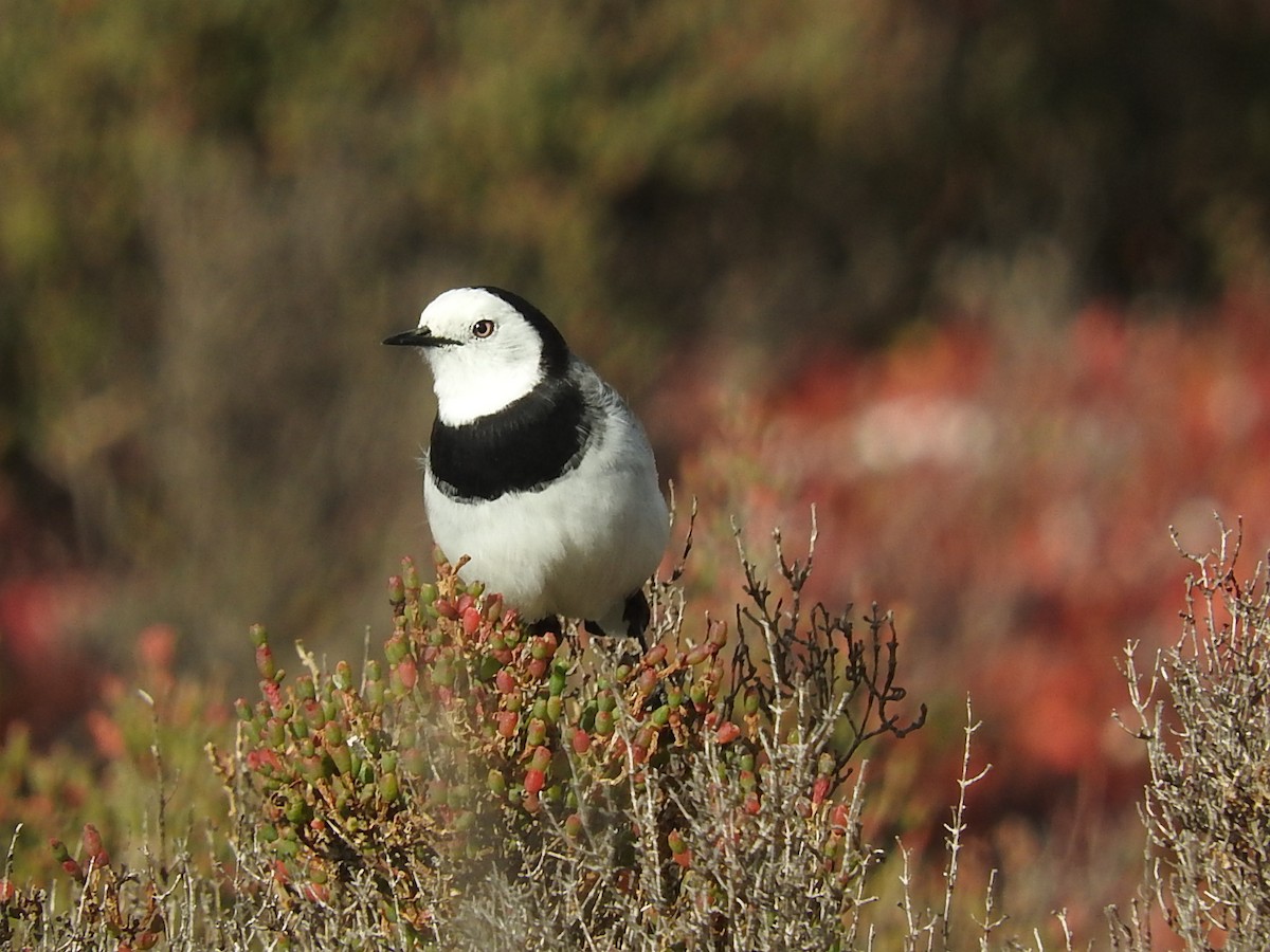 White-fronted Chat - ML98169271