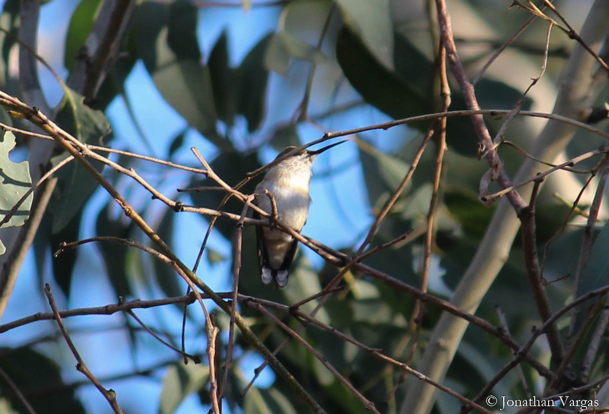 Calliope Hummingbird - ML98169611