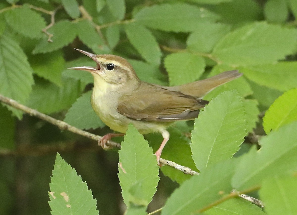 Swainson's Warbler - Charles Lyon
