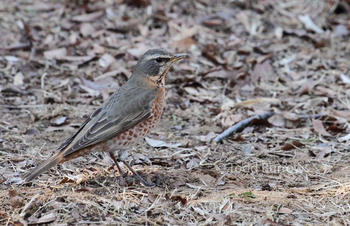 Naumann's Thrush - Todd Burrows