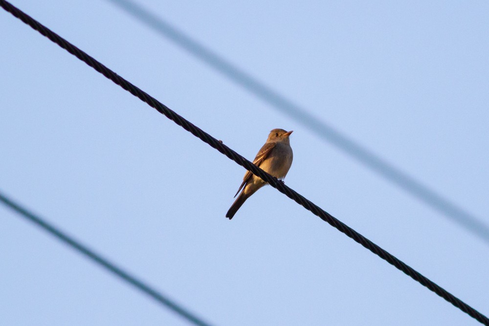 Western Wood-Pewee - Nathan French