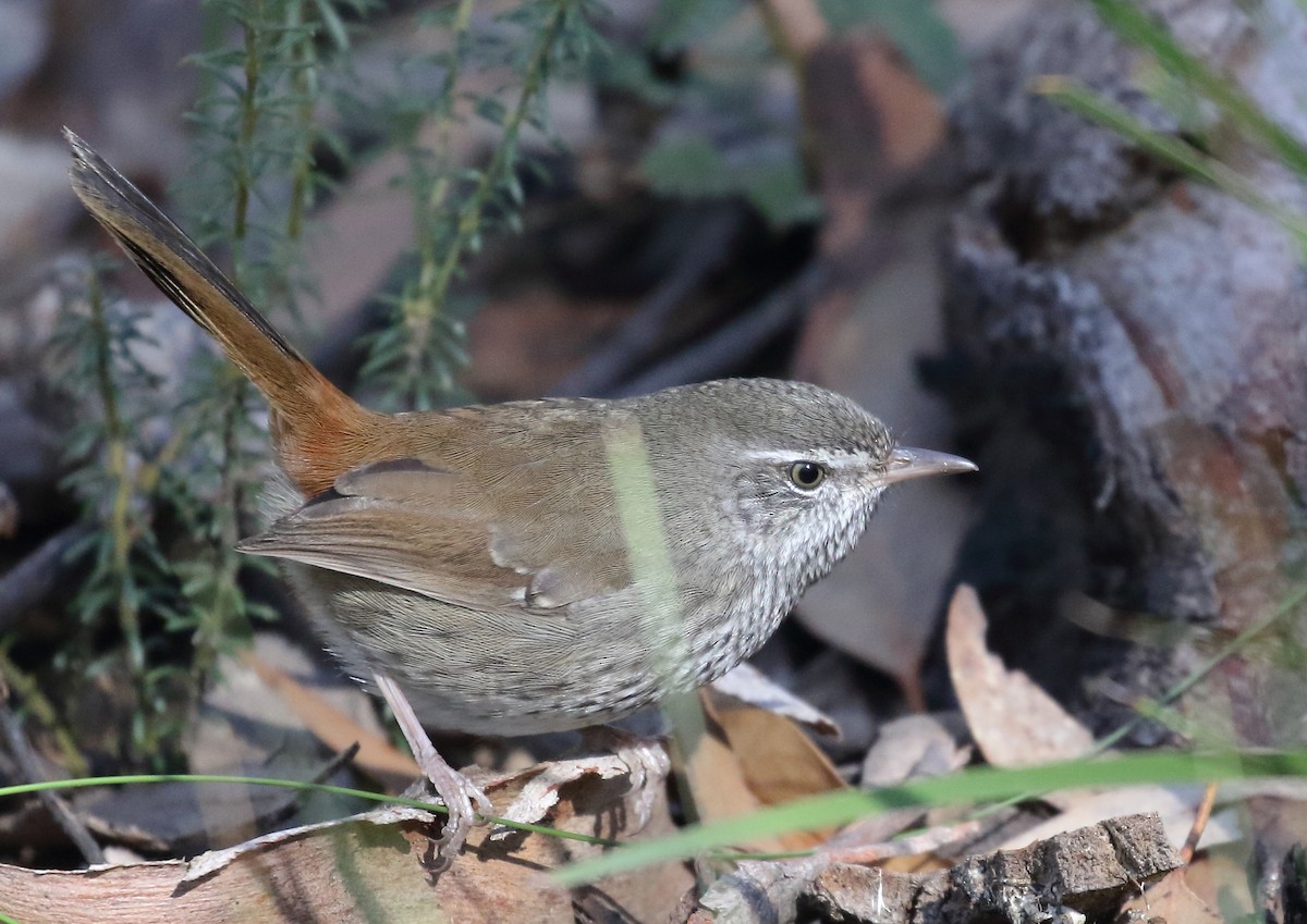 Chestnut-rumped Heathwren - ML98173481