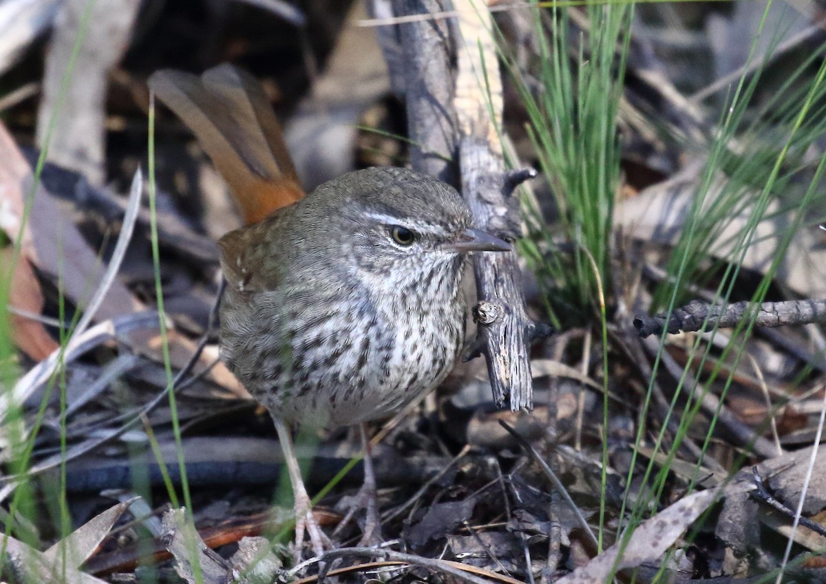 Chestnut-rumped Heathwren - ML98173491