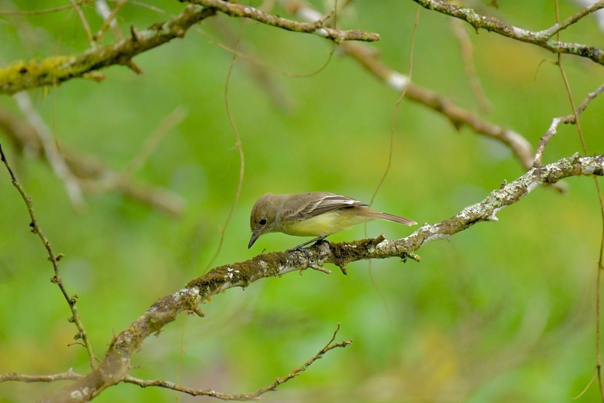 Galapagos Flycatcher - ML98173691