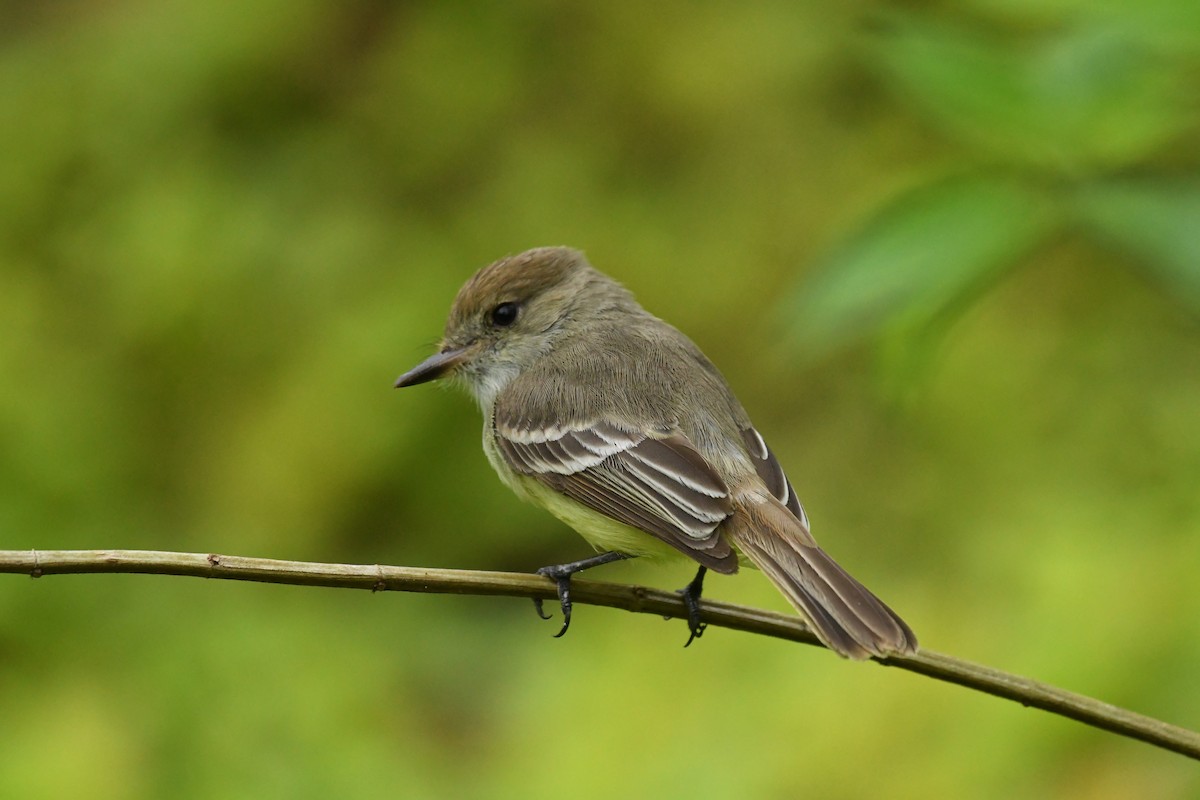 Galapagos Flycatcher - ML98173741