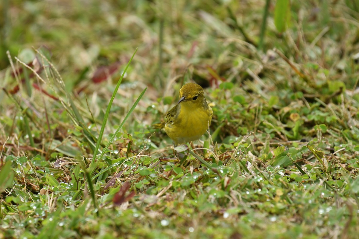 Yellow Warbler (Galapagos) - Theresa Bucher