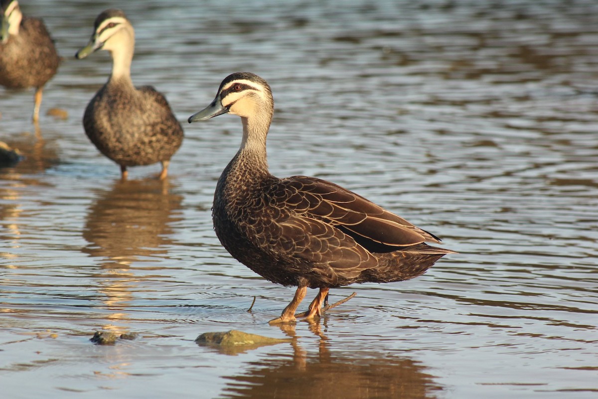 Pacific Black Duck - Tammy Hogan