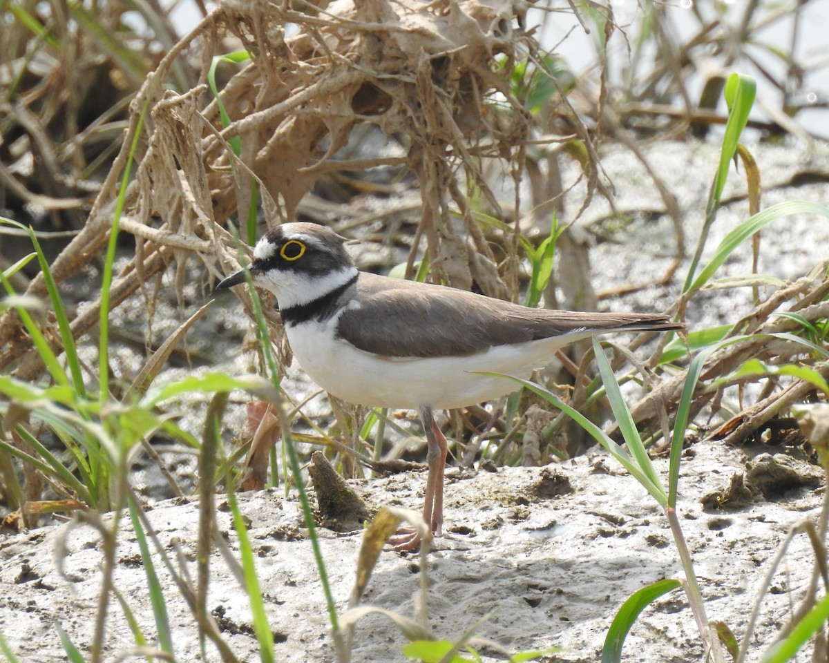 Little Ringed Plover - Scott Young