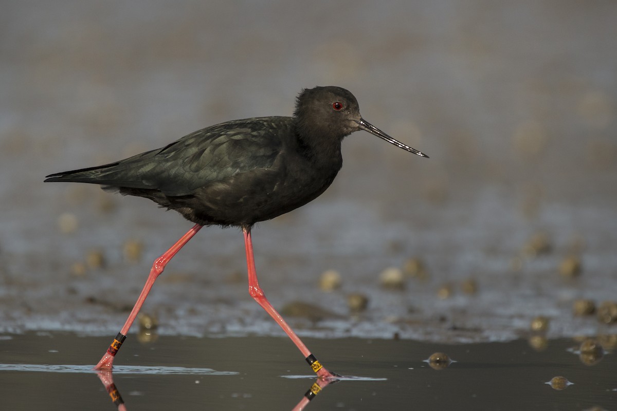Black Stilt - Oscar Thomas